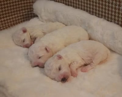 Les chiots de Bichon Frise