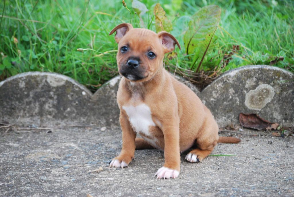 CHIOT - Staffordshire Bull Terrier