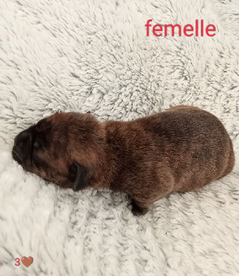 Les chiots de Staffordshire Bull Terrier