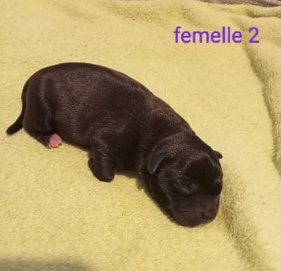 Les chiots de Staffordshire Bull Terrier