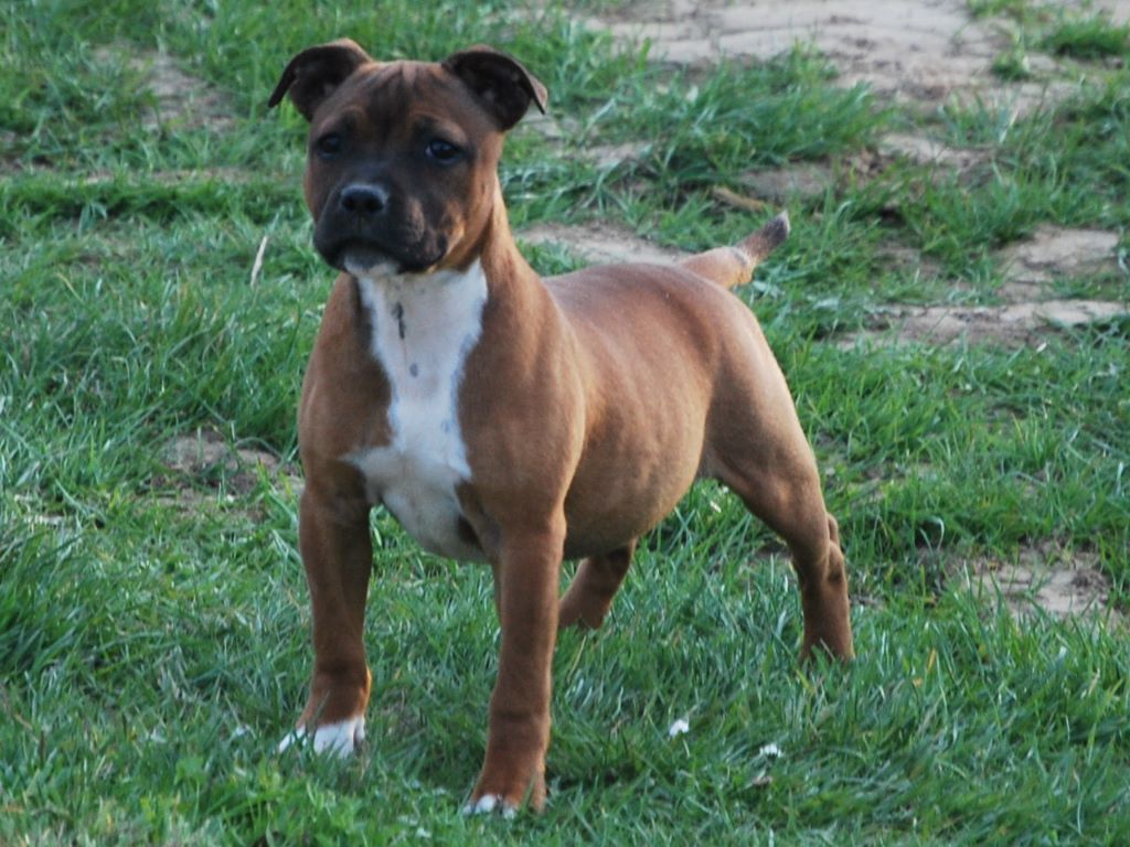 Oslo Small Red Stafford - Trés Prometteur BABY