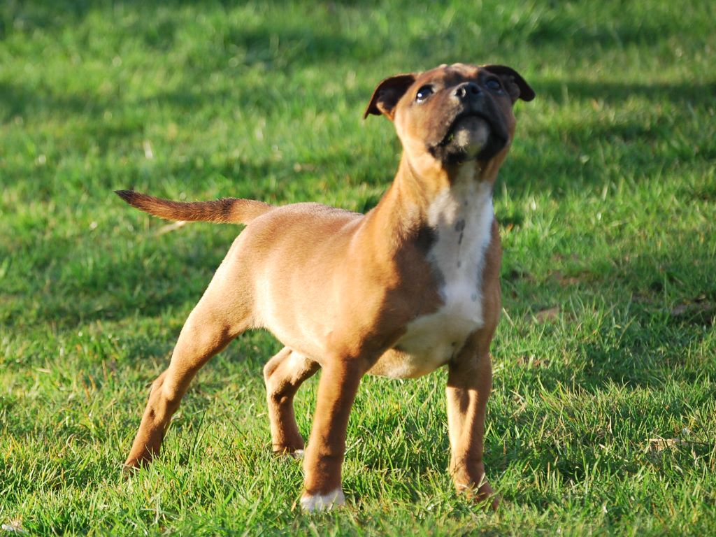 Oslo Small Red Stafford - Trés Prometteur BABY