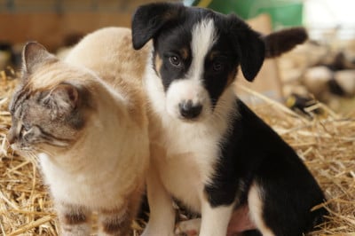 Les chiots de Border Collie