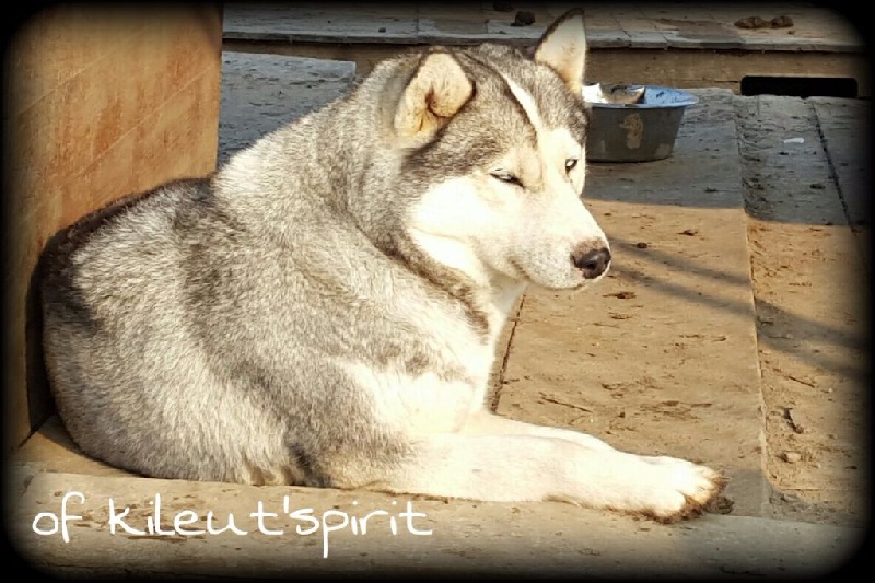 Publication : of Kileut'spirit