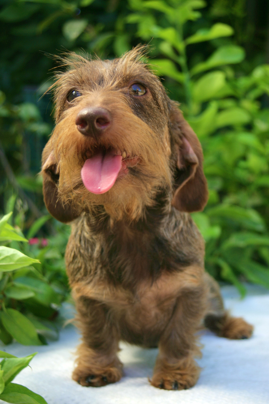 Jocker Of The Queen Upsy Daisy