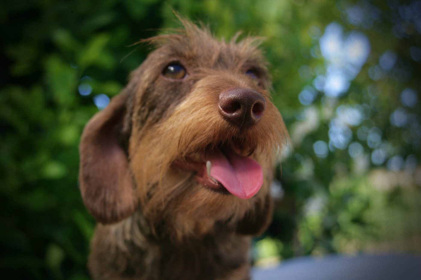 Jocker Of The Queen Upsy Daisy