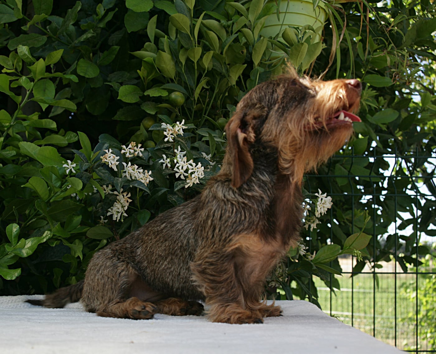 Jocker Of The Queen Upsy Daisy