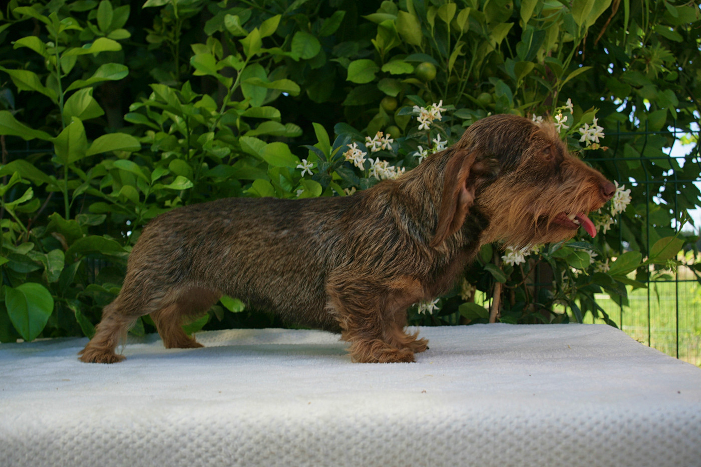 Jocker Of The Queen Upsy Daisy