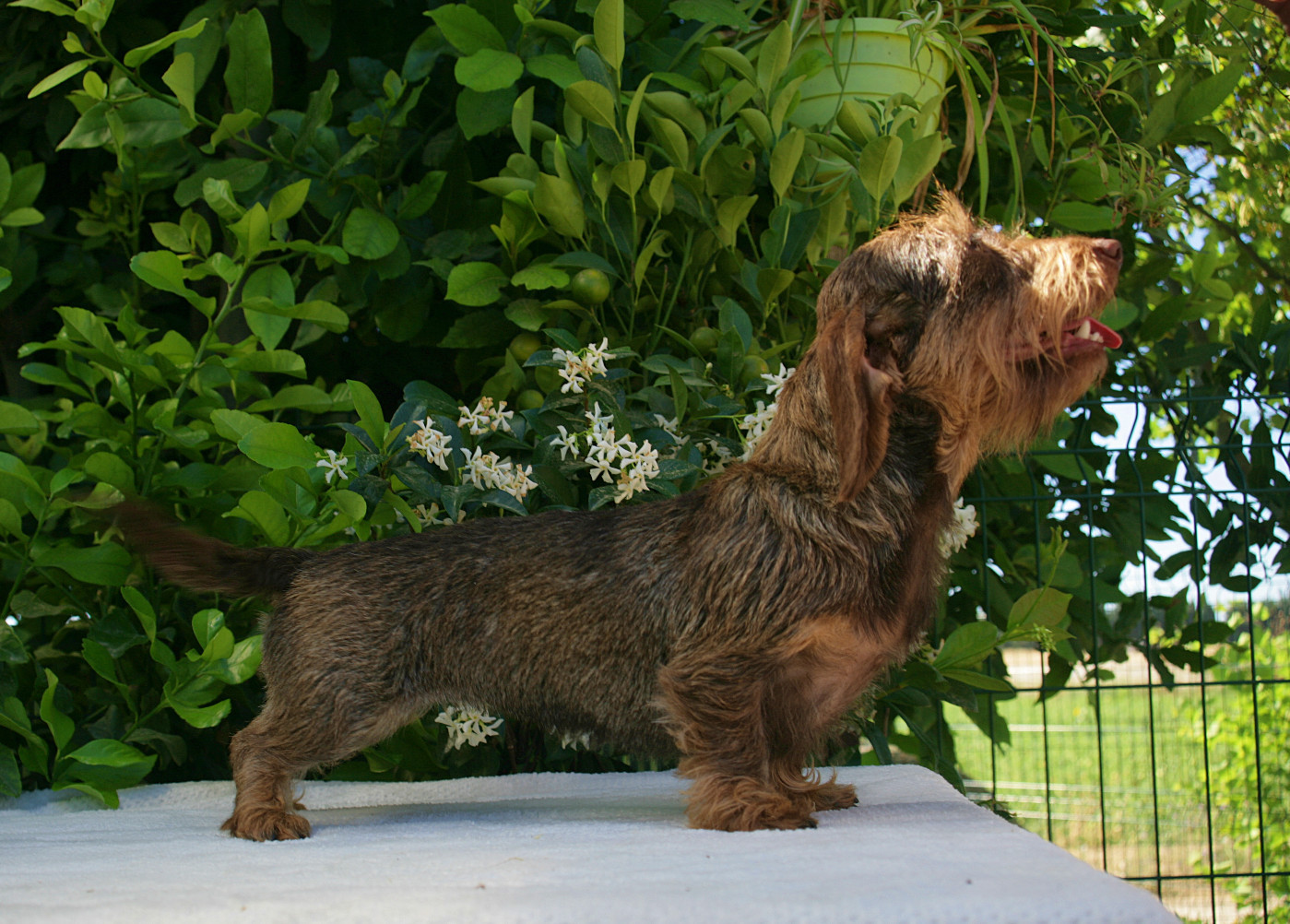 Jocker Of The Queen Upsy Daisy