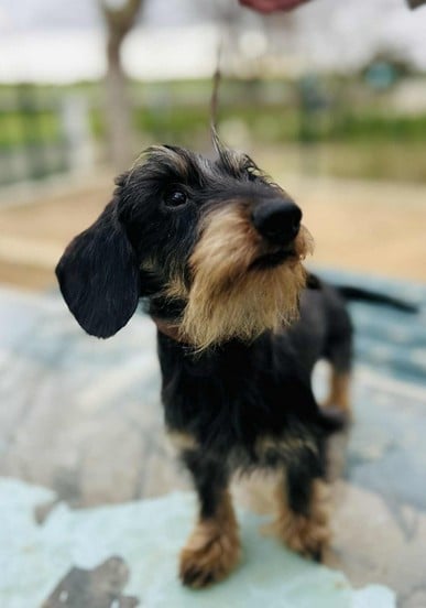 Publication : Jocker Of The Queen Auteur : Elevage Jocker Of The Queen