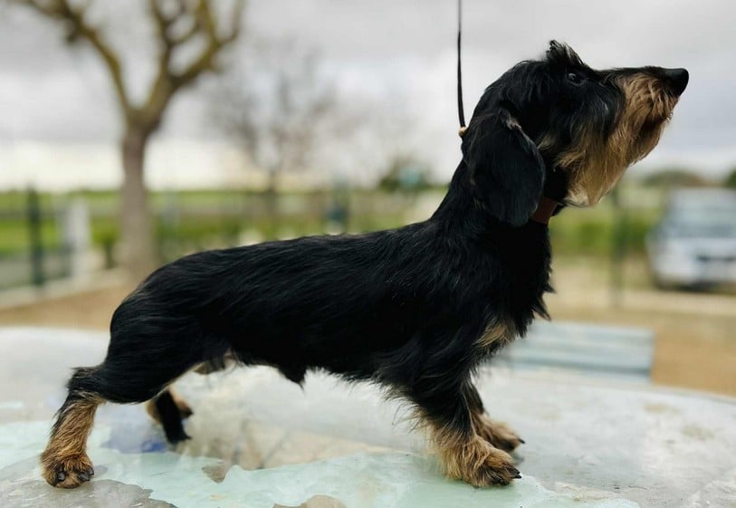 Publication : Jocker Of The Queen Auteur : Elevage Jocker Of The Queen