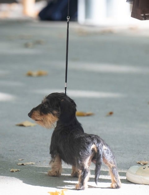 Publication : Jocker Of The Queen Auteur : Elevage Jocker Of The Queen