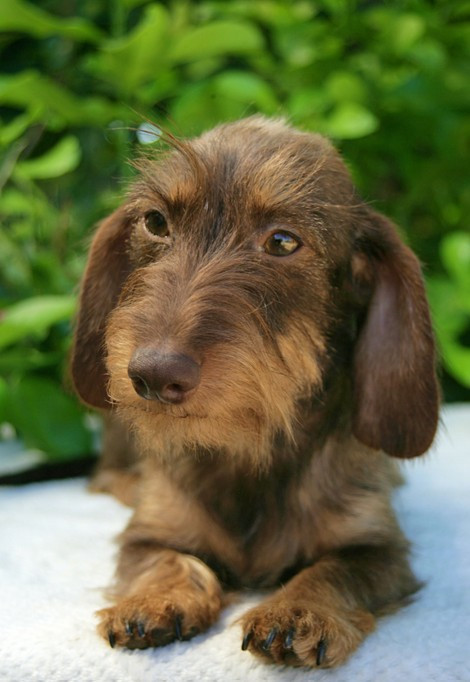 Publication : Jocker Of The Queen Auteur : Elevage Jocker Of The Queen