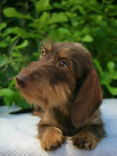 Publication : Jocker Of The Queen Auteur : Elevage Jocker Of The Queen