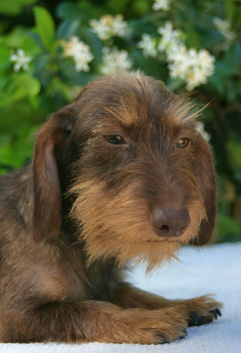 Publication : Jocker Of The Queen Auteur : Elevage Jocker Of The Queen