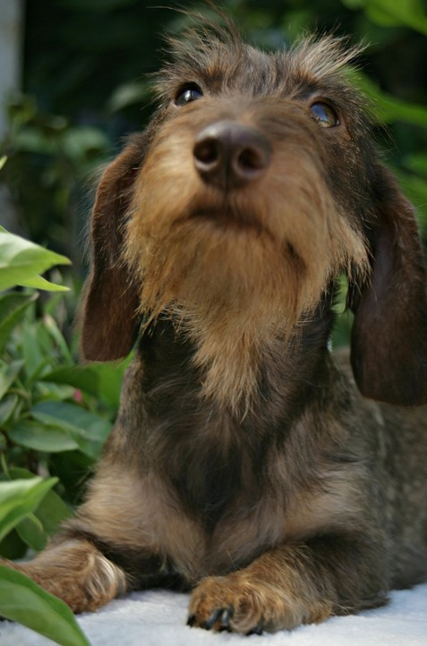 Publication : Jocker Of The Queen Auteur : Elevage Jocker Of The Queen