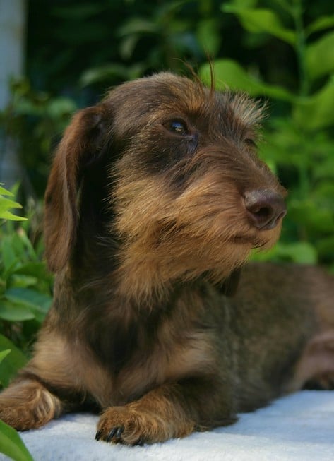 Publication : Jocker Of The Queen Auteur : Elevage Jocker Of The Queen