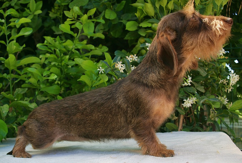 Publication : Jocker Of The Queen Auteur : Elevage Jocker Of The Queen