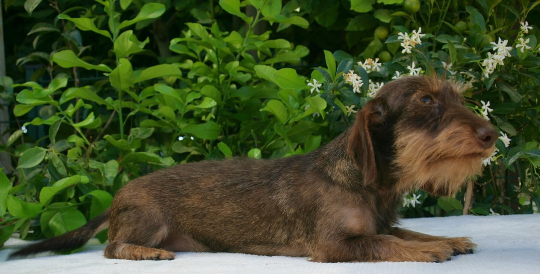 Publication : Jocker Of The Queen Auteur : Elevage Jocker Of The Queen