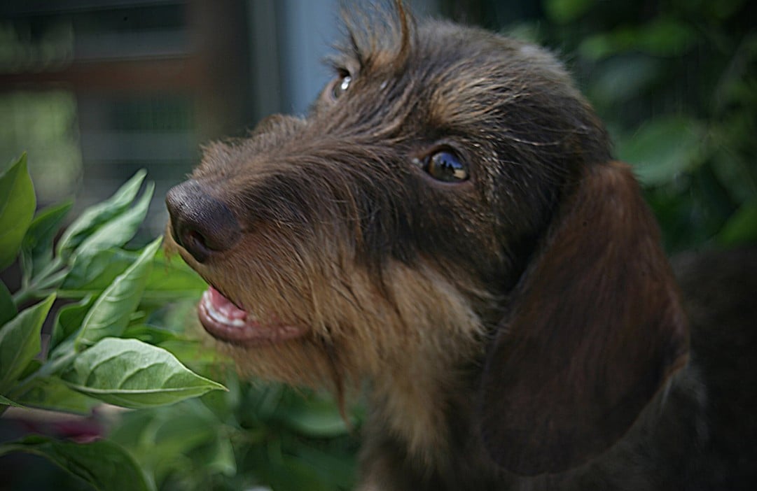 Publication : Jocker Of The Queen Auteur : Elevage Jocker Of The Queen