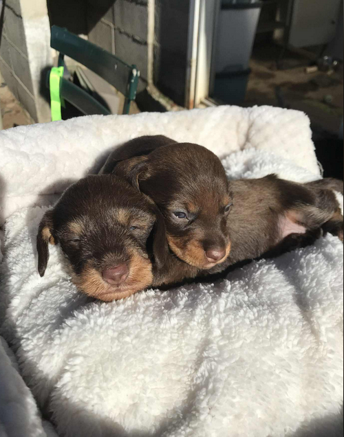 Teckel poil dur - Jocker Of The Queen