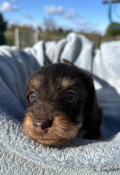 Attention une Lolita