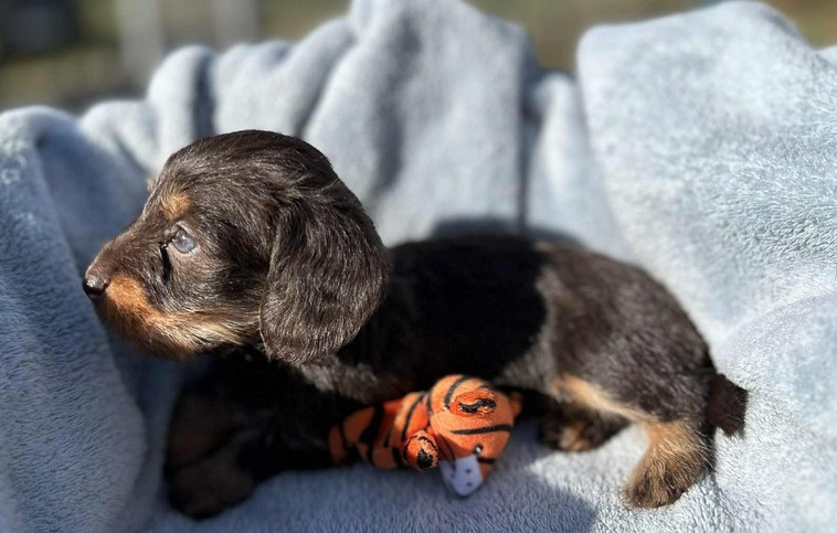 Attention une Lolita