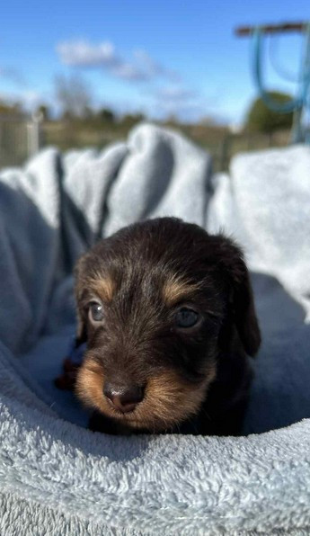 Attention une Lolita