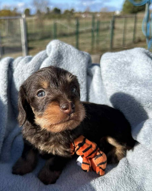 Attention une Lolita