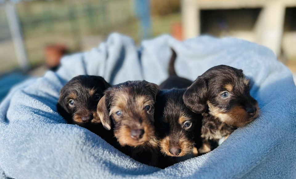 Teckel poil dur - Jocker Of The Queen