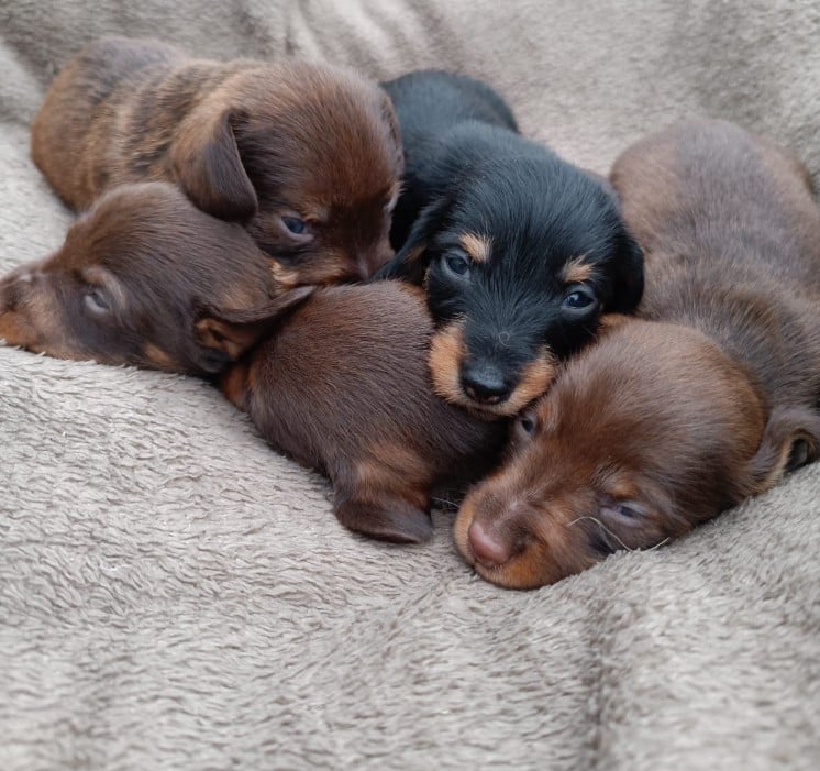 Teckel poil dur - Jocker Of The Queen