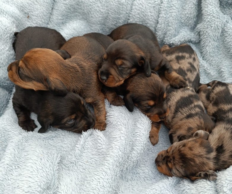 Teckel poil dur - Jocker Of The Queen