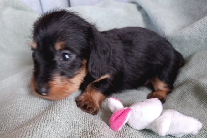 Belle Fille D'Ange Heureuse