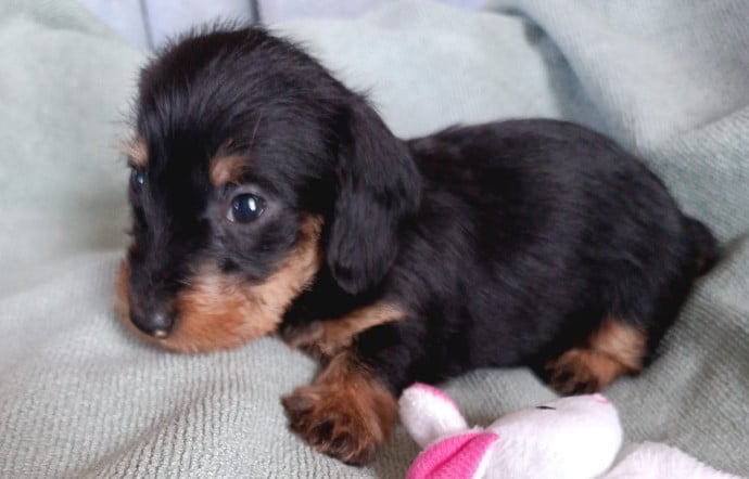 Belle Fille D'Ange Heureuse