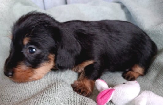 Belle Fille D'Ange Heureuse