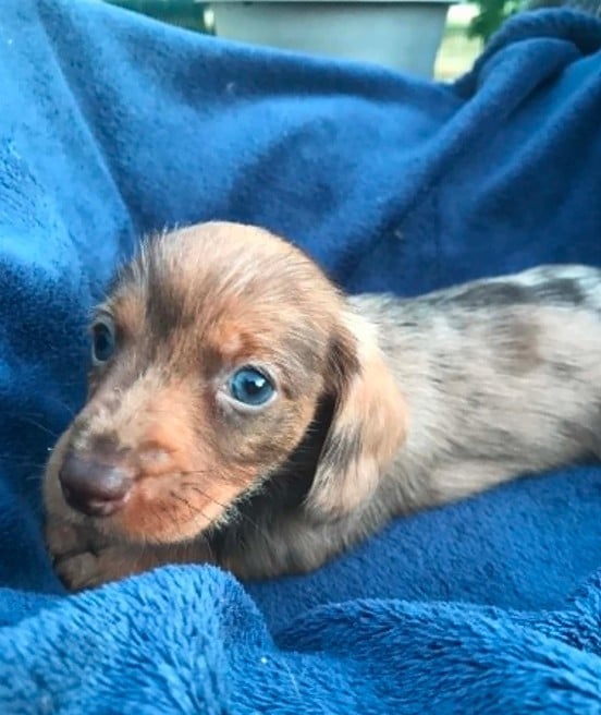 Chiot N°1