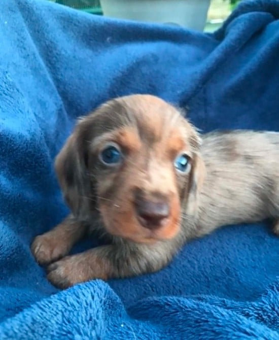 Chiot N°1