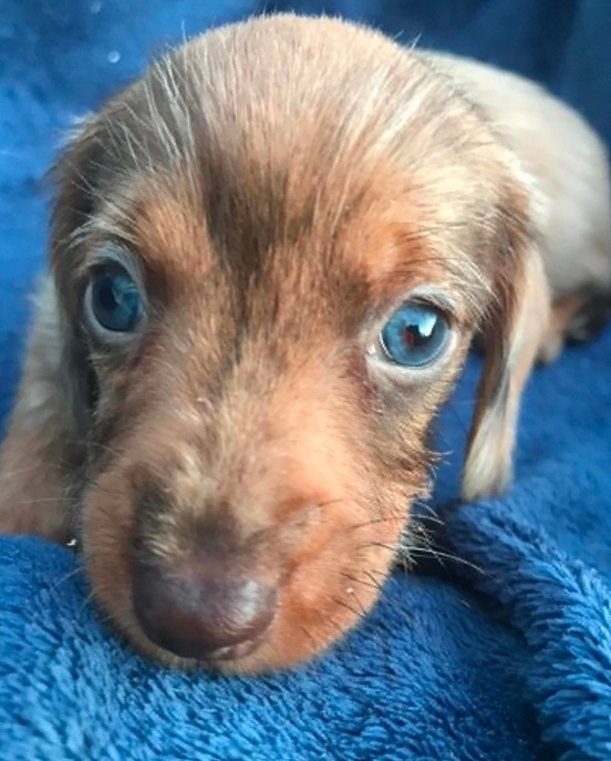 Chiot N°1