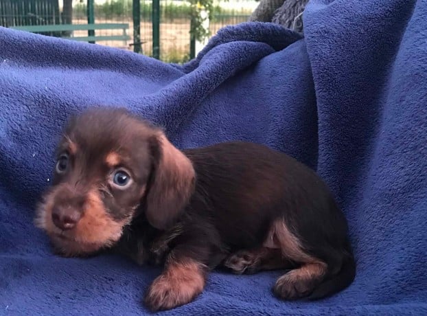 Chiot N°2