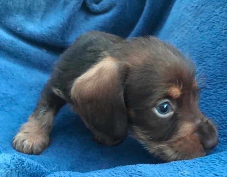Chiot N°2