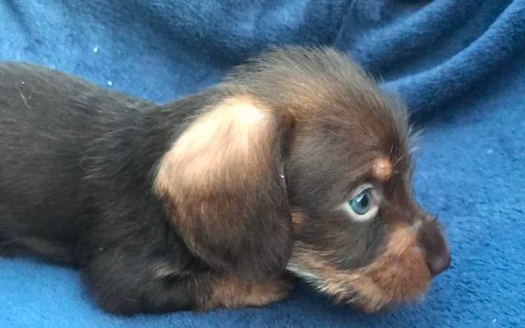 Chiot N°2