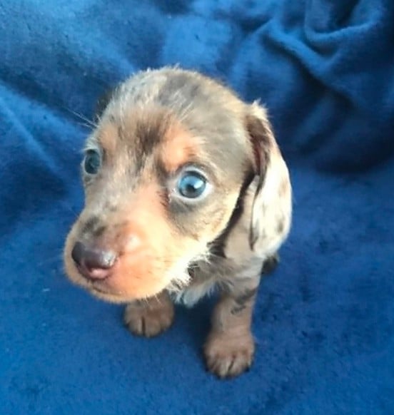 Chiot N°3