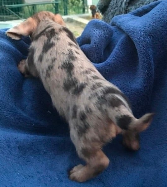 Chiot N°3
