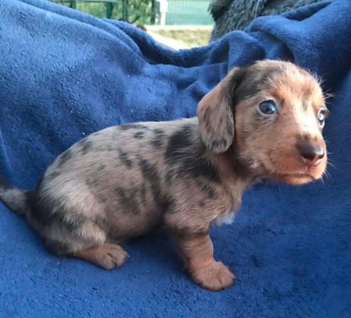 Chiot N°3