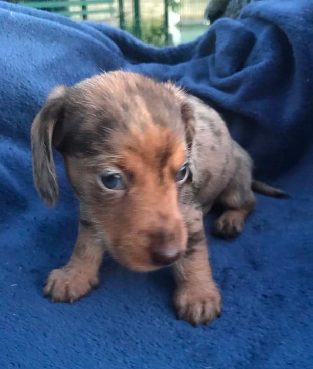 Chiot N°3