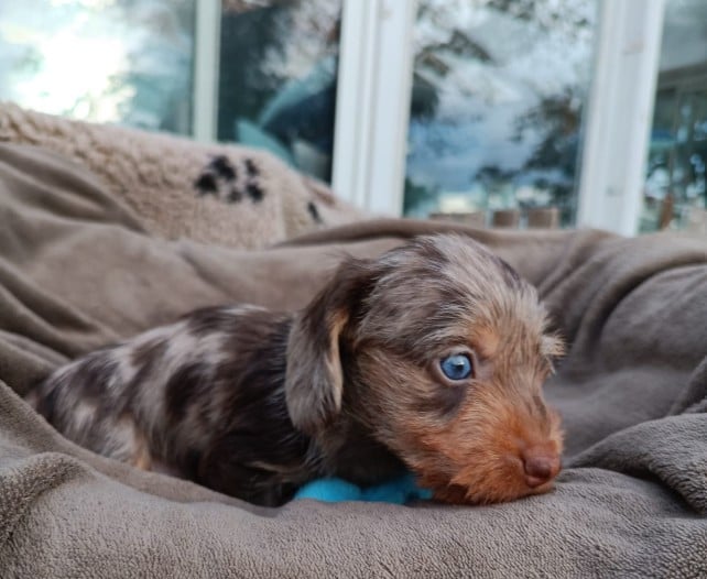 Blue'tiful King of Wonders