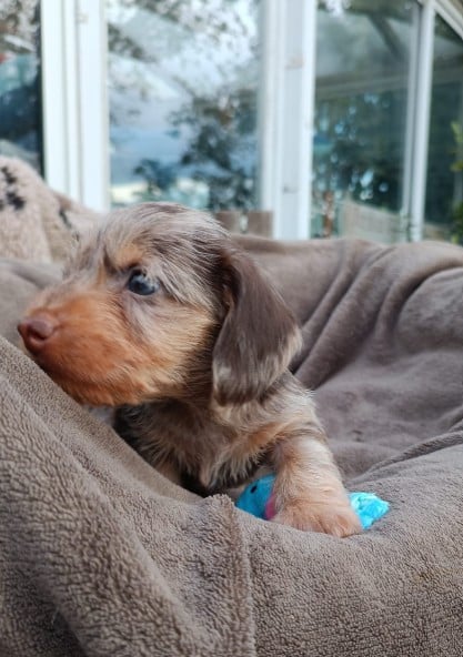 Blue'tiful King of Wonders
