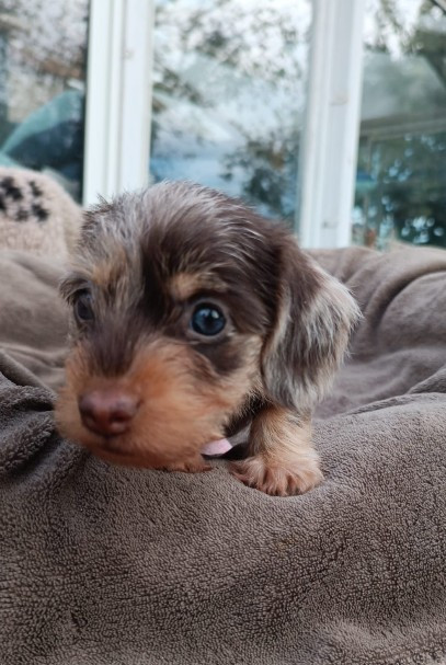Chiot N°3