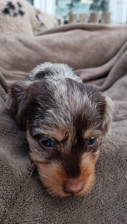 Chiot N°3