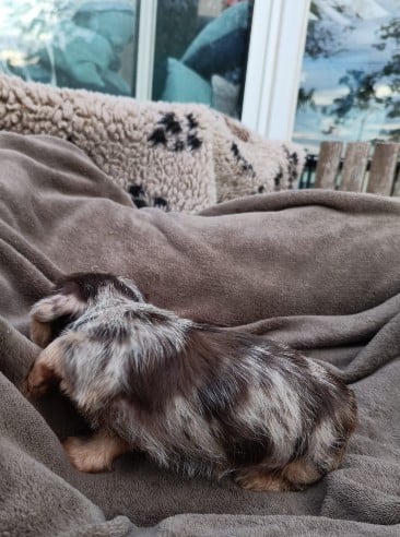 Chiot N°3